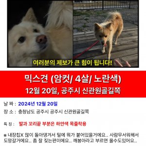 강아지 실종 믹스견 충청남도 공주시