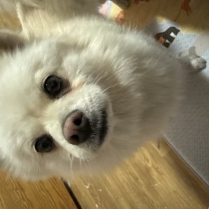 강아지 주인을 찾습니다 강아지 전단지