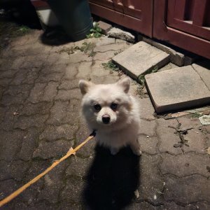 강아지 구조 제퍼니즈스피츠 충청북도 청주시 서원구