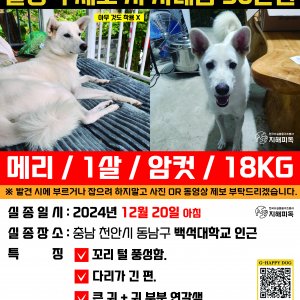 강아지 실종 진돗개 충청남도 천안시 동남구