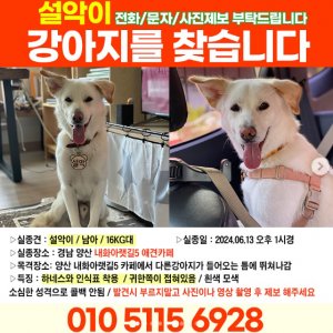 강아지 실종 진돗개 경상남도 양산시