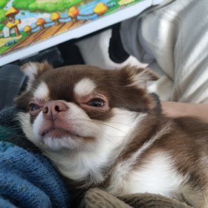 강아지 실종 치와와 충청북도 청주시 흥덕구