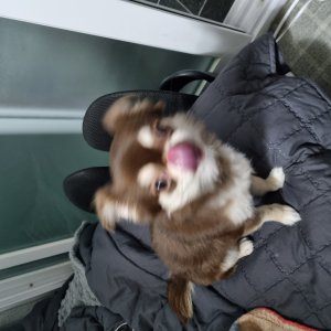 강아지를 찾습니다 강아지 전단지