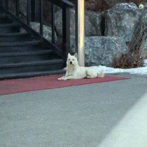 강아지 목격 기타견종 강원도 평창군