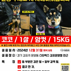 강아지 실종 진돗개 경기도 김포시