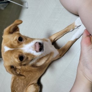 강아지 실종 믹스견 충청북도 청주시 청원구