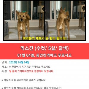 강아지 실종 믹스견 인천광역시 동구