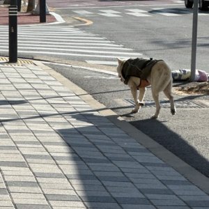 강아지 목격 진돗개 대전광역시 중구