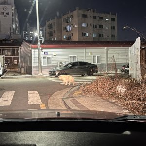 강아지 목격 기타견종 경기도 김포시