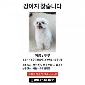 강아지 실종 말티즈 서울특별시 서초구