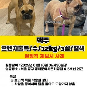 강아지 실종 프랜치불독 서울특별시 중구