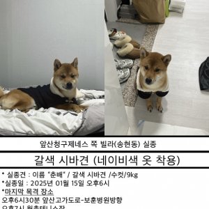 강아지 실종 시바 대구광역시 달서구