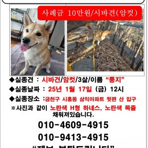 강아지 실종 시바 서울특별시 금천구