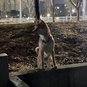 강아지 목격 기타견종 경기도 평택시