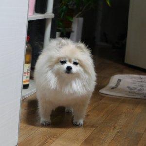 강아지 실종 포메라니언 서울특별시 강서구
