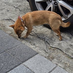 강아지 목격 기타견종 부산광역시 동구
