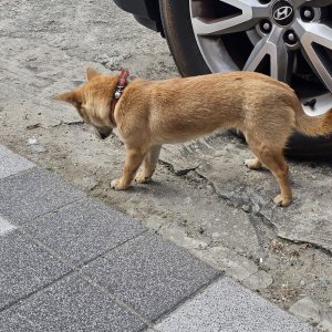강아지 주인을 찾습니다 강아지 전단지