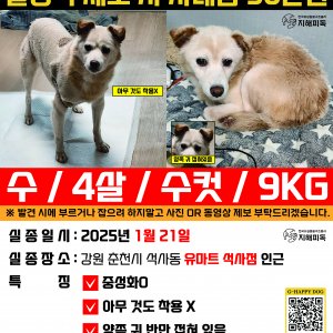 강아지를 찾습니다 강아지 전단지