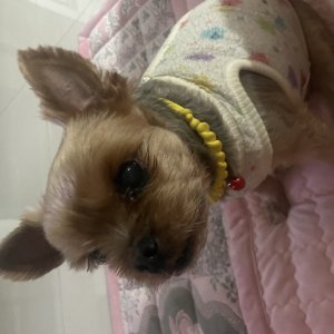 강아지 실종 요크셔테리어 인천광역시 남동구