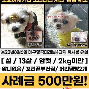 강아지 실종 말티즈 대구광역시 달성군