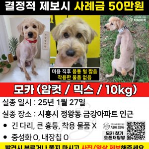 강아지 실종 푸들 경기도 시흥시