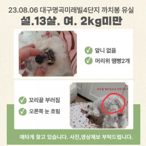 강아지를 찾습니다 강아지 전단지