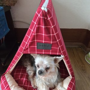강아지 실종 요크셔테리어 인천광역시 서구