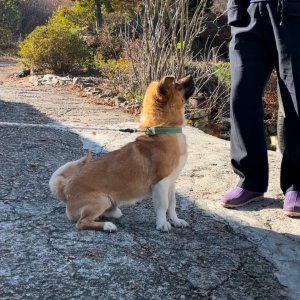 강아지 실종 기타견종 경기도 광주시