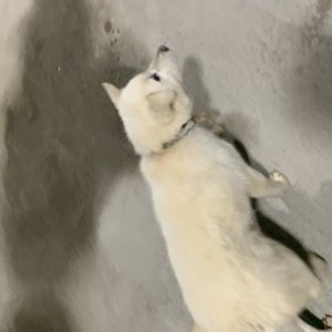 강아지 주인을 찾습니다 풍산개 충청남도 천안시 동남구