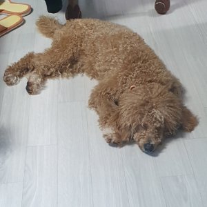 강아지 주인을 찾습니다 강아지 전단지