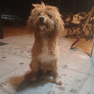 강아지 구조 푸들 충청남도 공주시