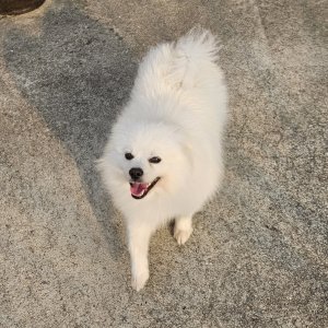 강아지를 찾습니다 포메라니언 충청북도 청주시 상당구
