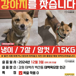 강아지 실종 시바 강원도 태백시