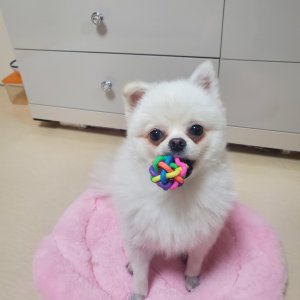 강아지 실종 포메라니언 전라남도 목포시
