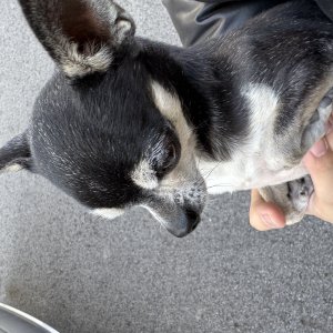 강아지를 찾습니다 치와와 경기도 포천시