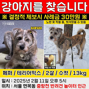 강아지 실종 믹스견 서울특별시 동대문구