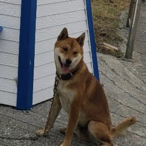 강아지를 찾습니다 진돗개 전라남도 보성군