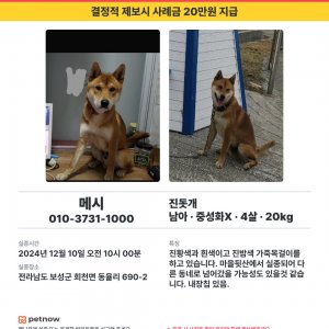 강아지 실종 진돗개 전라남도 보성군