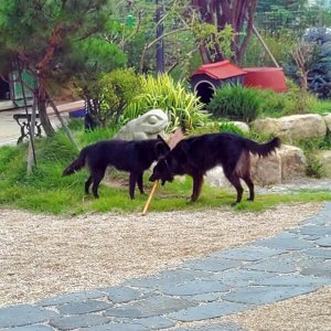 강아지를 찾습니다 벨지언세퍼드독/그루넨달 경상북도 경주시