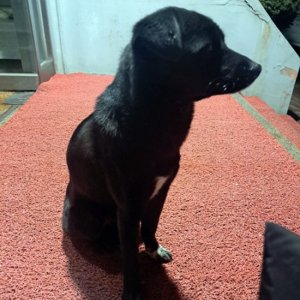 강아지 목격 믹스견 경기도 양주시