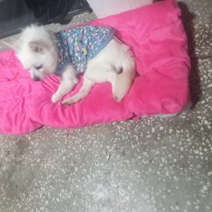 강아지 구조 기타견종 경상남도 창녕군