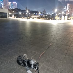 강아지 실종 보더콜리 충청북도 증평군
