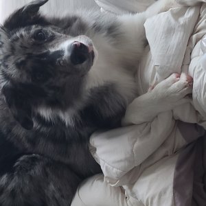강아지를 찾습니다 보더콜리 충청북도 증평군