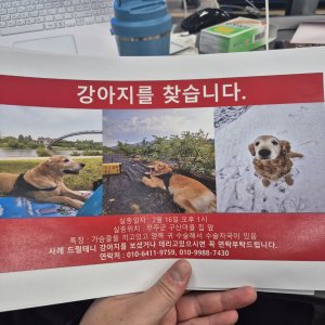 강아지 실종 골든리트리버 전라북도 무주군