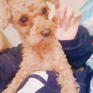 강아지를 찾습니다 강아지 전단지