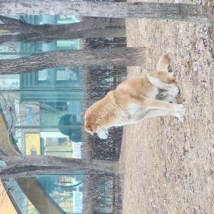 강아지 주인을 찾습니다 강아지 전단지