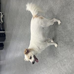 강아지 구조 믹스견 광주광역시 남구