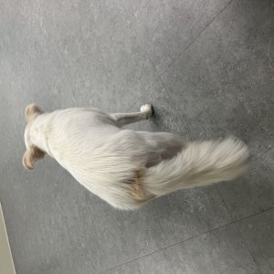 강아지 주인을 찾습니다 믹스견 광주광역시 남구