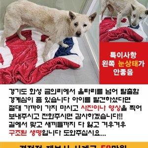 강아지 실종 진돗개 경기도 화성시