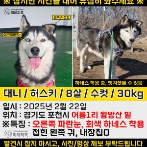 강아지 실종 시베리안허스키 경기도 포천시